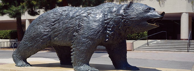 Bruin Bear