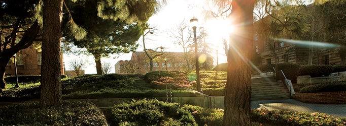 Bruin Walk